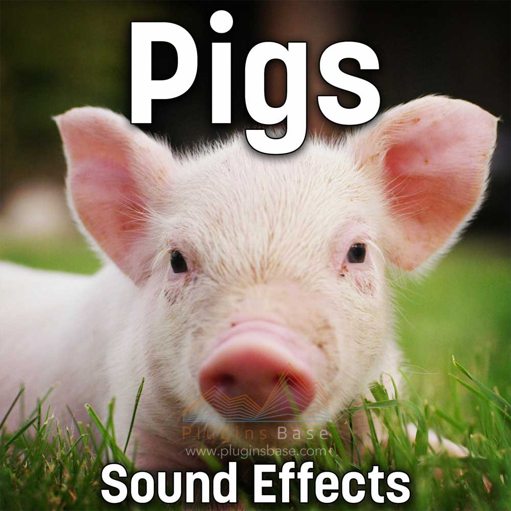 各种猪叫声电影游戏音效FX Sound Ideas Pigs Sound Effects FLAC 采样包